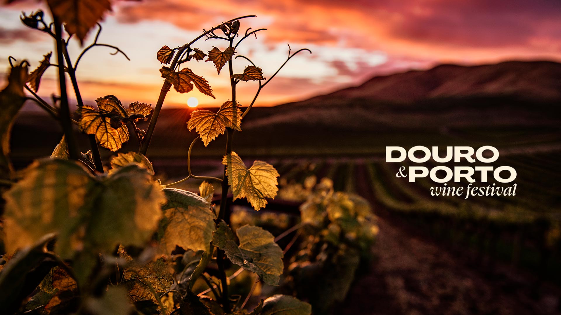 WEBIS - Douro e Porto Wine Festival